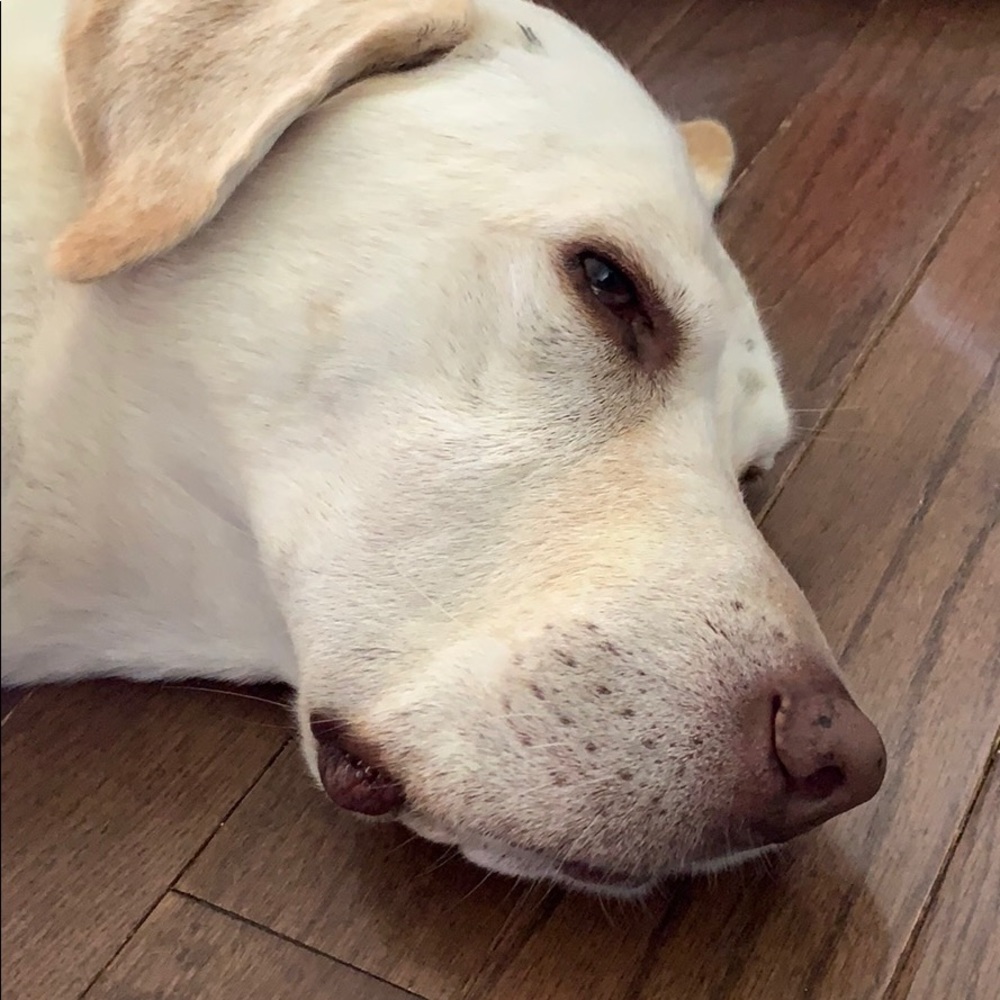 Meet your Posher, Monica